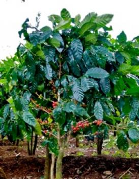 del Grano Guatemala Antigua San Miguel