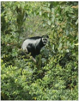 Gebrand Uganda, Washed Arabica, Bugisu AA, Mount Elgon Project