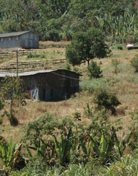 Gebrand Ethiopia Arabica, Washed, Yrgacheffe, Grade 2