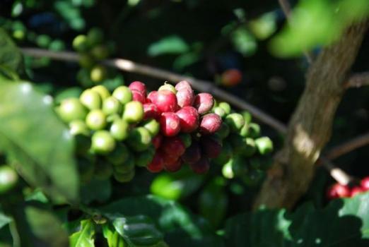 Ridders Kaffeerösterei Brazil Sao Silvestre