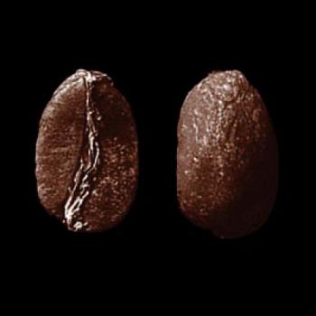 SAMOCCA Organic Fairkaffee Bukonzo (Uganda)