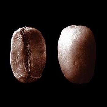 SAMOCCA Maragogype (Nicaragua)